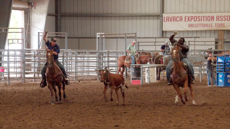 Cowboys roping a steer 